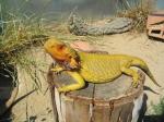 Bearded Dragon (<i>Pogona vitticeps</i>) Old Yellow male dragon 